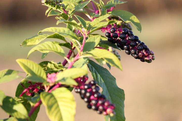 Identify Poisonous Berries In The Fall With Pictures! | Almanac.com